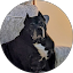 Profile photo of Steven Salamida