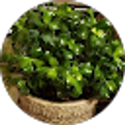 Profile photo of tybet new