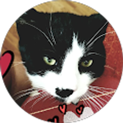 Profile photo of Ivonne Villatoro