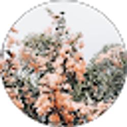 Profile photo of Mahnoor Choudhary