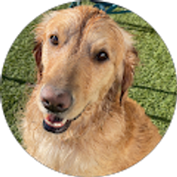 Profile photo of Trenton Honrath