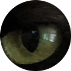 Profile photo of anthony fortino