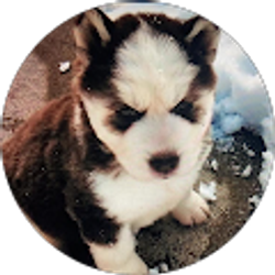 Profile photo of Alma Rosa