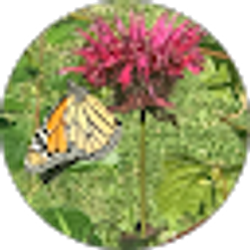 Profile photo of Pamela Spranger