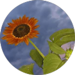 Profile photo of M Coones