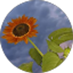 Profile photo of M Coones