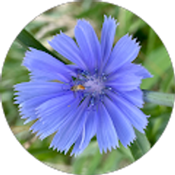 Profile photo of Van Corey