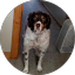 Profile photo of D Savickis