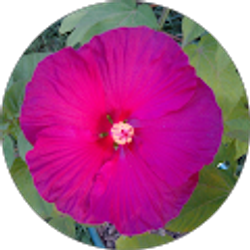 Profile photo of Amanda Buck