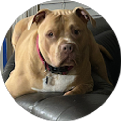 Profile photo of Kristi Evans