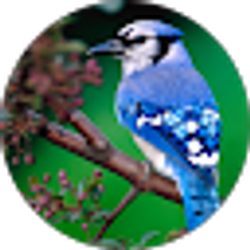 Profile photo of Mikaela Schneider