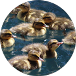 Profile photo of Kady Shiro