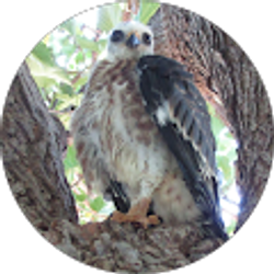 Profile photo of westin clyden