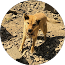 Profile photo of zachary yang