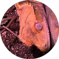 Profile photo of Zack Schroeder