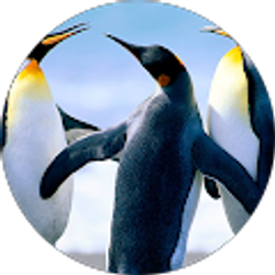 Profile photo of sandra a.