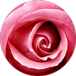 Profile photo of Talia R