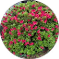 Profile photo of Jevine Etris