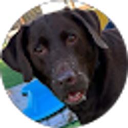 Profile photo of Lisa Choquette