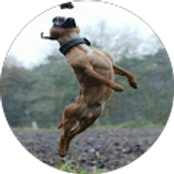 Profile photo of HP SPORTZ INTELL