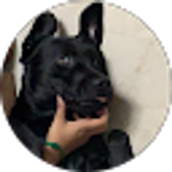 Profile photo of Pavan D