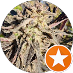 Profile photo of Ken Hall