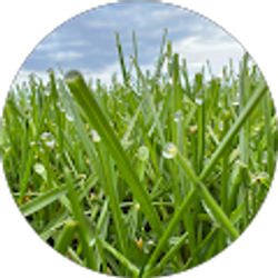 Profile photo of Baltaumana Salmeron