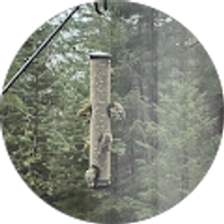 Profile photo of Ellen Sommers