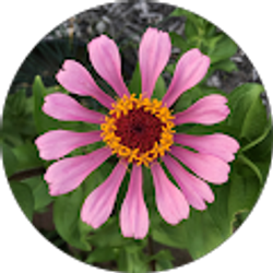 Profile photo of Manmeet Sandhu