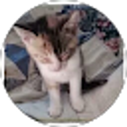 Profile photo of Denise Irish