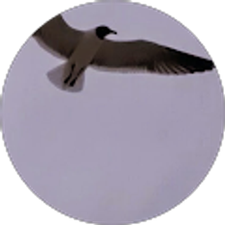 Profile photo of Jose Miranda