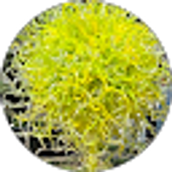 Profile photo of Linda Tatlock