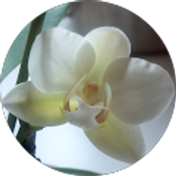 Profile photo of Vivian Lea Solek