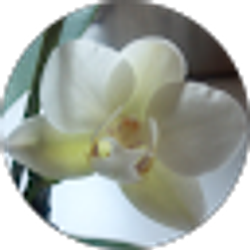 Profile photo of Vivian Lea Solek