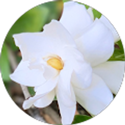 Profile photo of Lidia Renteria