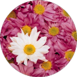 Profile photo of Cheryl Touchstone