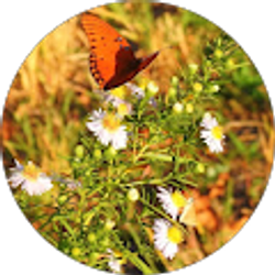 Profile photo of Shirley Mitchell