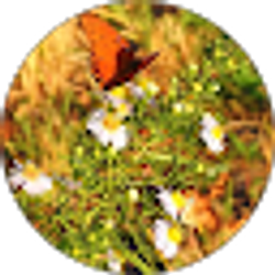 Profile photo of Shirley Mitchell