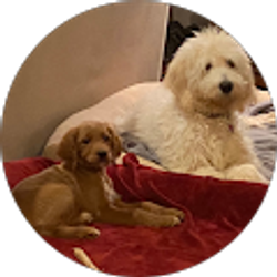 Profile photo of Howard Nelson