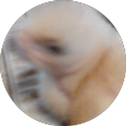 Profile photo of Austin Buckner