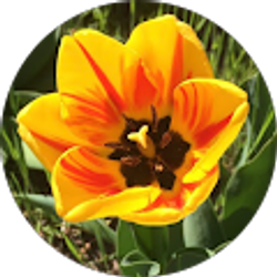 Profile photo of Ibis Hood