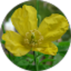 Profile photo of Shannon Monahan