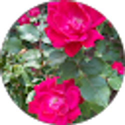 Profile photo of Amy Hamilton