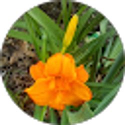 Profile photo of Dwarf Hernandez