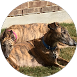 Profile photo of Dennis James