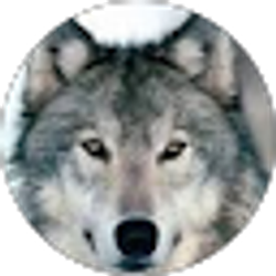 Profile photo of Jake Petersen