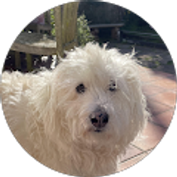 Profile photo of Steve Sharon