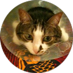 Profile photo of George Jewsbury