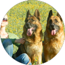 Profile photo of Sverige Skogen