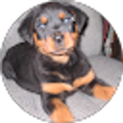 Profile photo of Robert Sapone Sr.